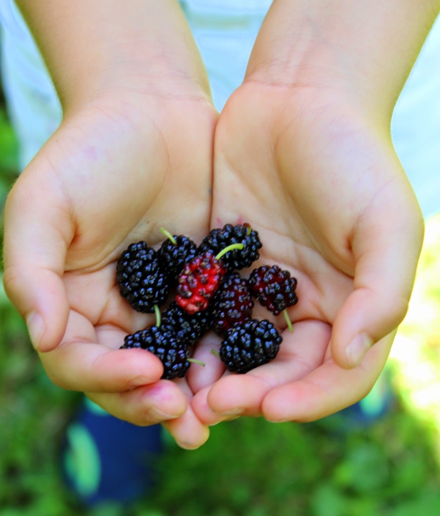 Mulberry picking